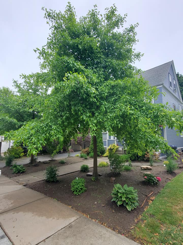 california oak