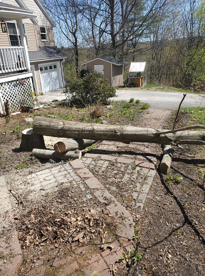 Tree Removal Oakland