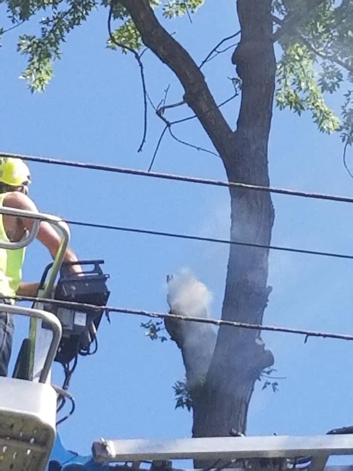 Tree Trimming Oakland CA