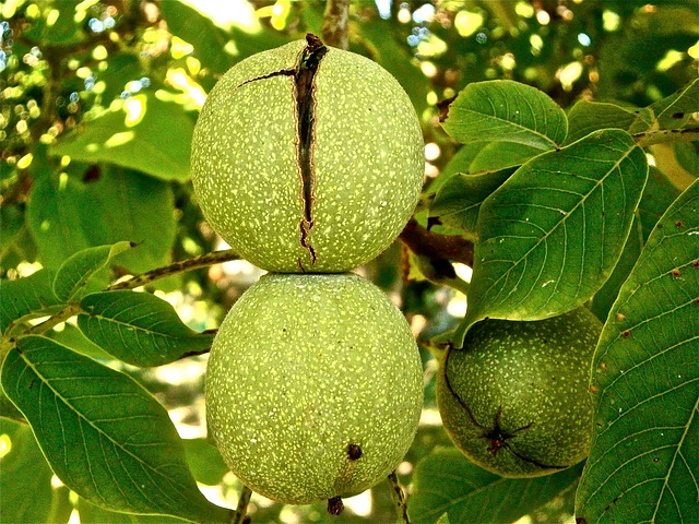 California walnut tree