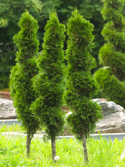 Conifers - Arborvitae