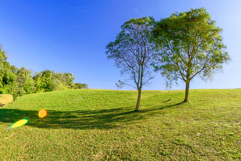 Tree Landscape