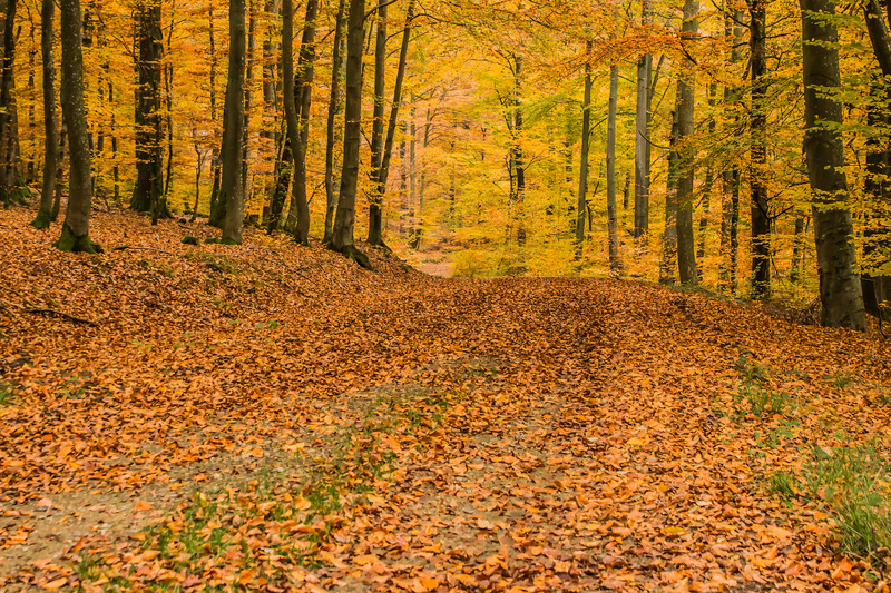 Tree-Leaves_mulch-material