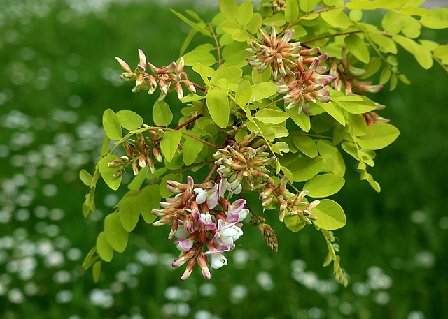 Pollarding - Black locust