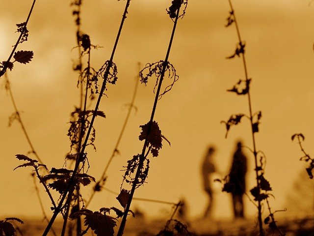 Guidelines for recently burned landscape - Weeds