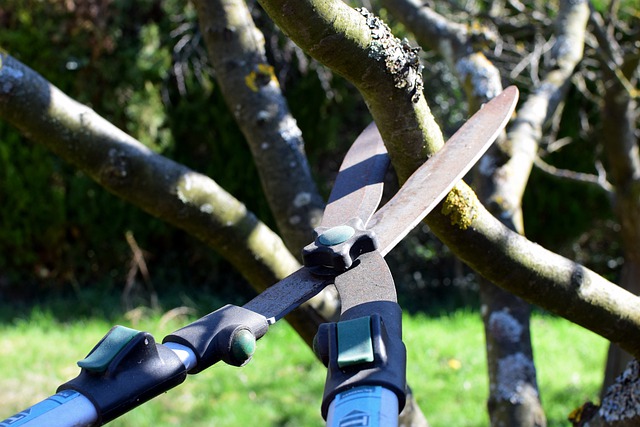 Pollarding - Pruning