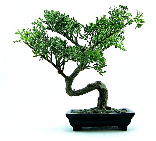 Buying Bonsai