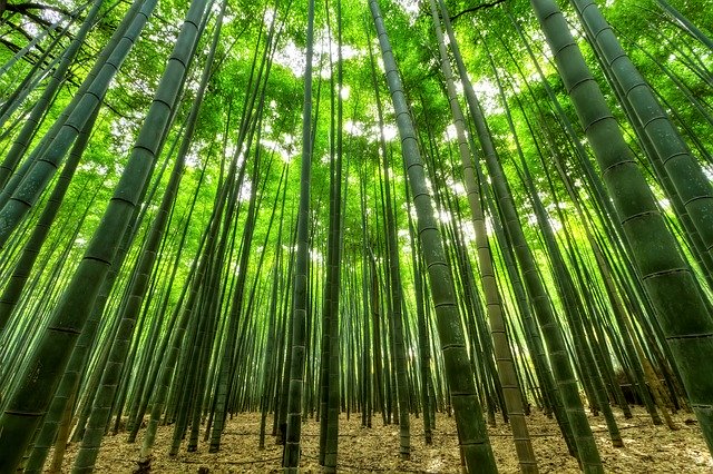 Oakland Tree Plantation