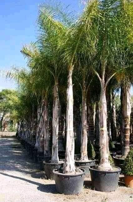 Palm Tree Service