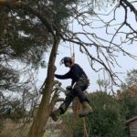 Tree Care