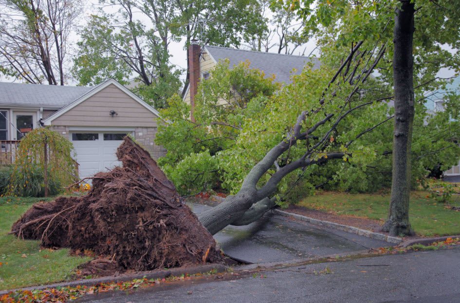 Emergency Tree Removal Service