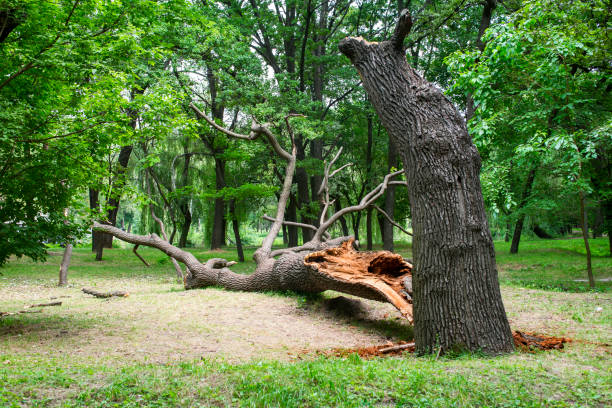 Arborists