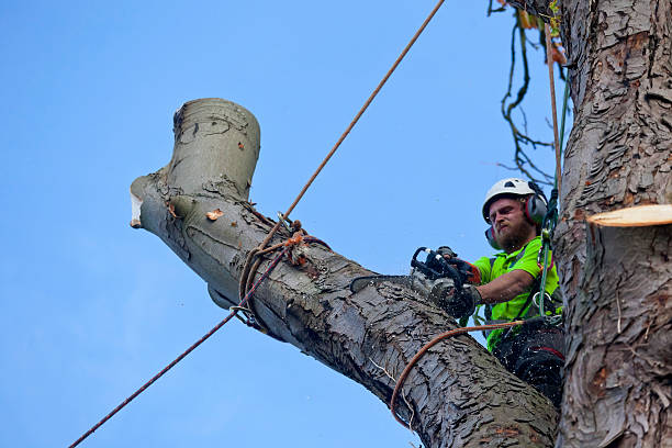 Cabling and Bracing