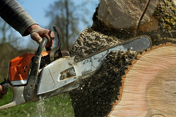 Tree Trimming