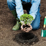 Tree Planting