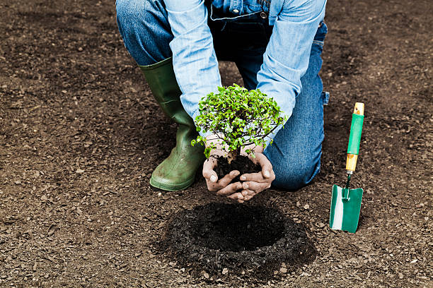 Tree Planting