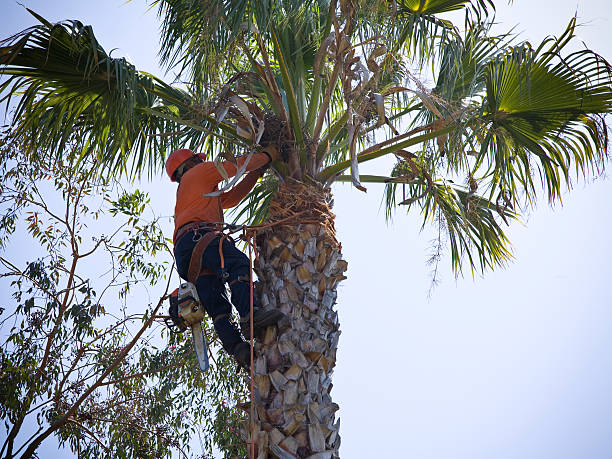 Tree triming