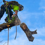 TRee trimming