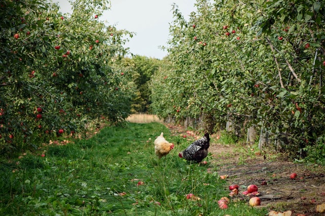 Apple Tree