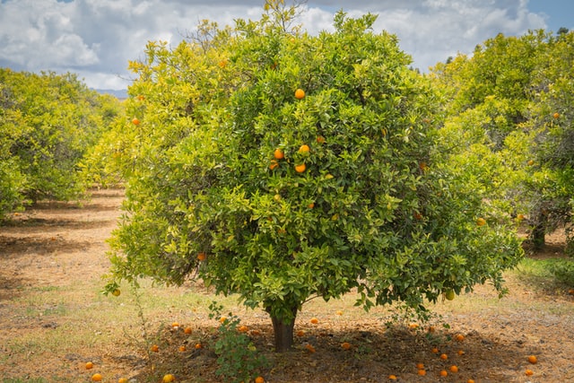 Orange Tree