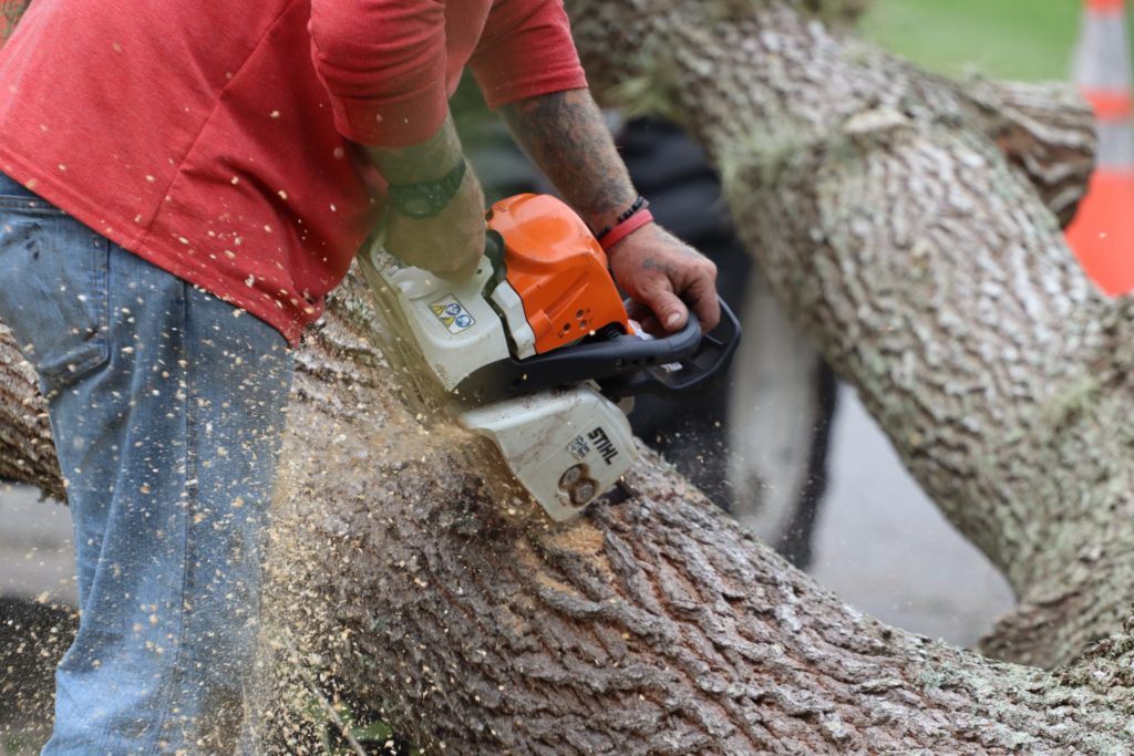 Tree Trimming Service In Alameda