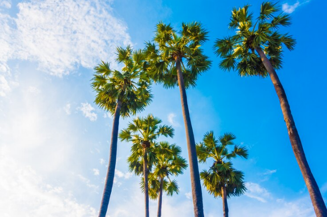 How much are palm trees in California? | Ridge Tree Trimming Service