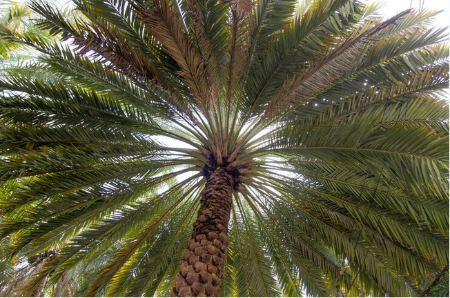 Commercial palm Tree Removal Services
