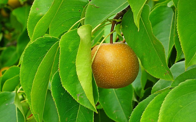 Asian Pears - Growing Guide