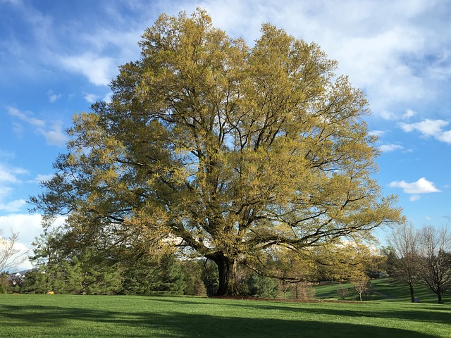 White Oak-native Trees of North America