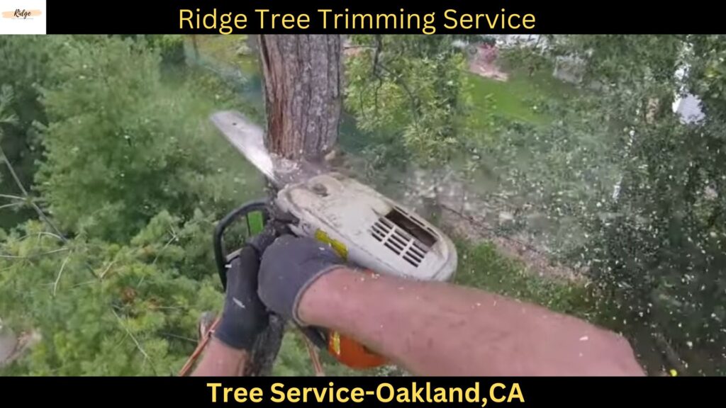 Tree Service in Oakland,CA
