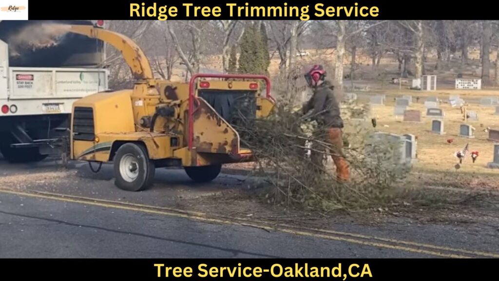 Tree Service in Oakland,CA