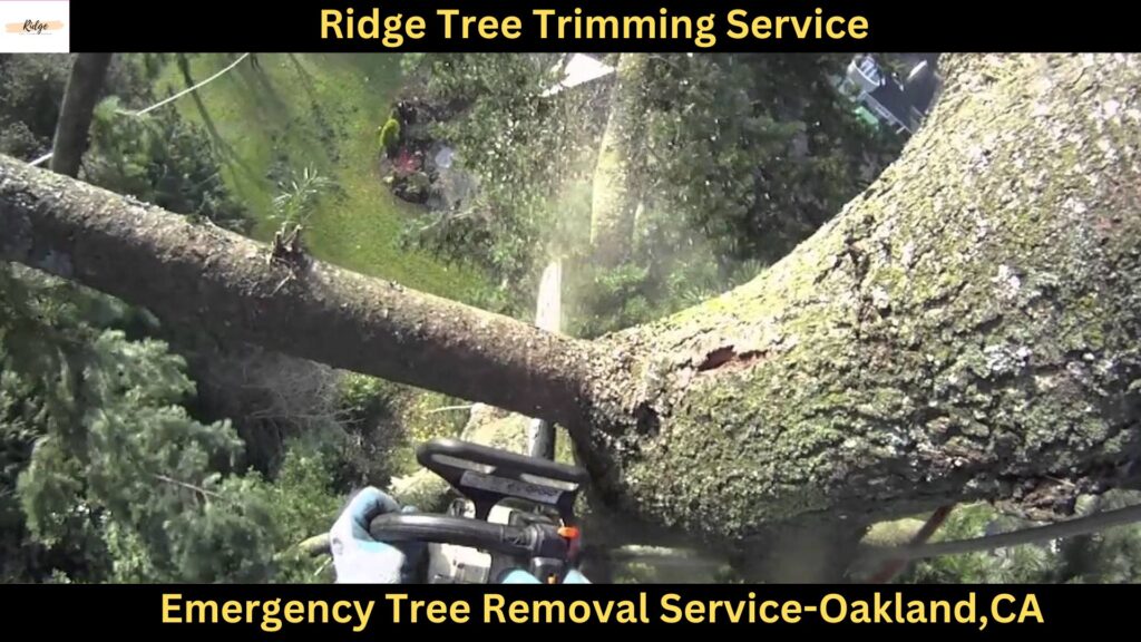 Emergency Tree Removal Service in Oakland,CA