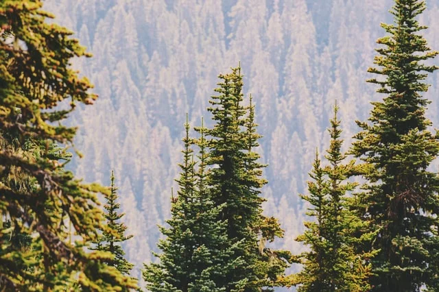 Conifers