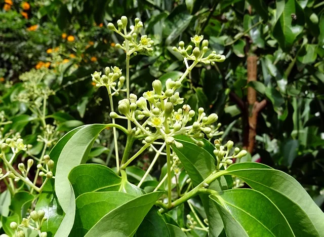 Cinnamon tree Oakland