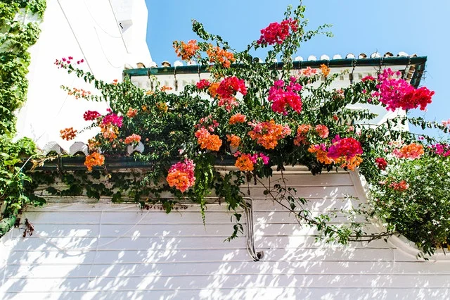 architectural plants