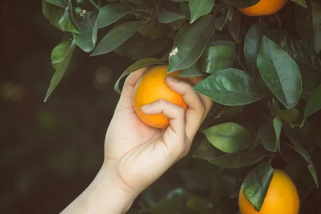 Fruit Tree Harvest and Storage